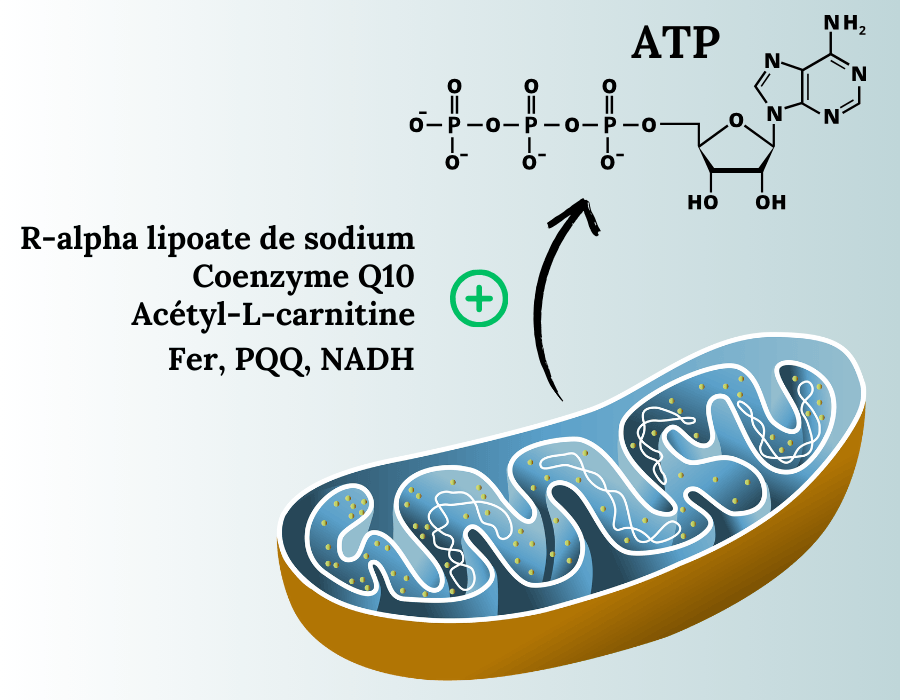 Production d'énergie cellulaire ATP stimulee par certains composes coenzyme q10 fer pqq